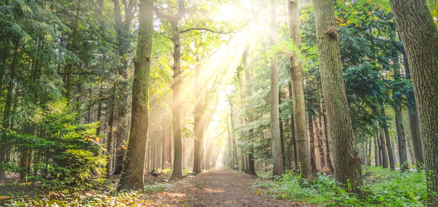 10 resolutions for a clean, green 2024